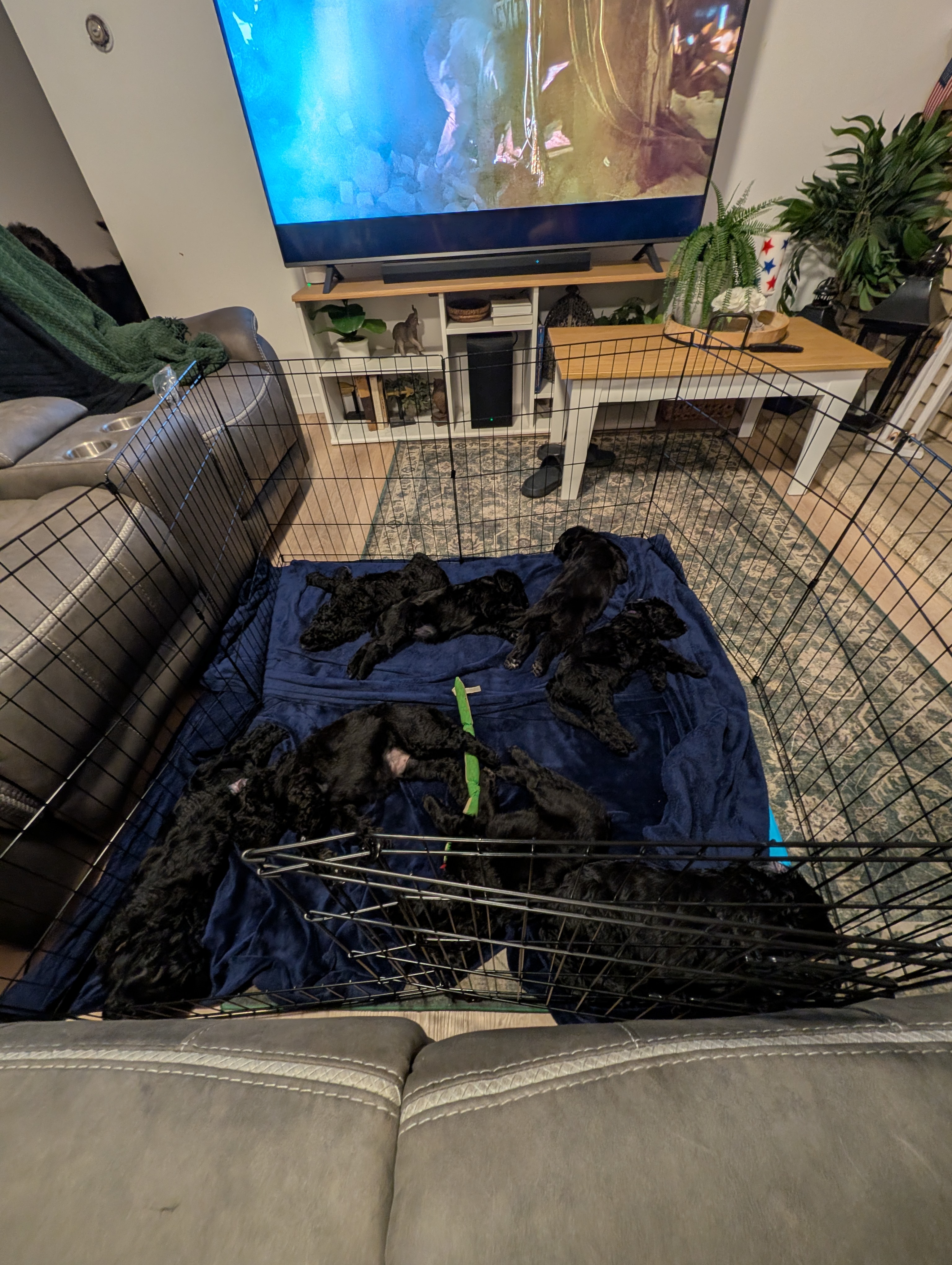The Litter