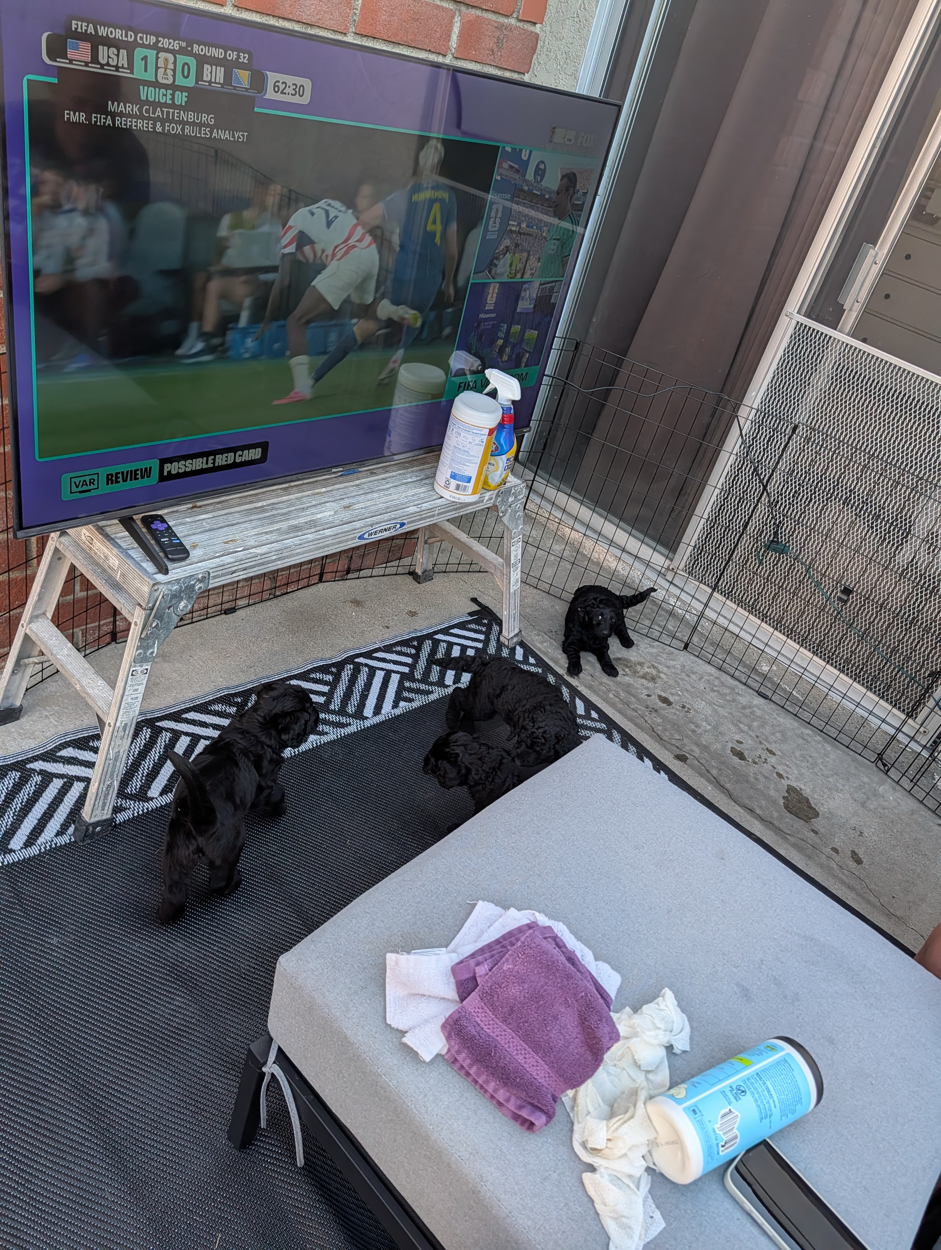The Litter