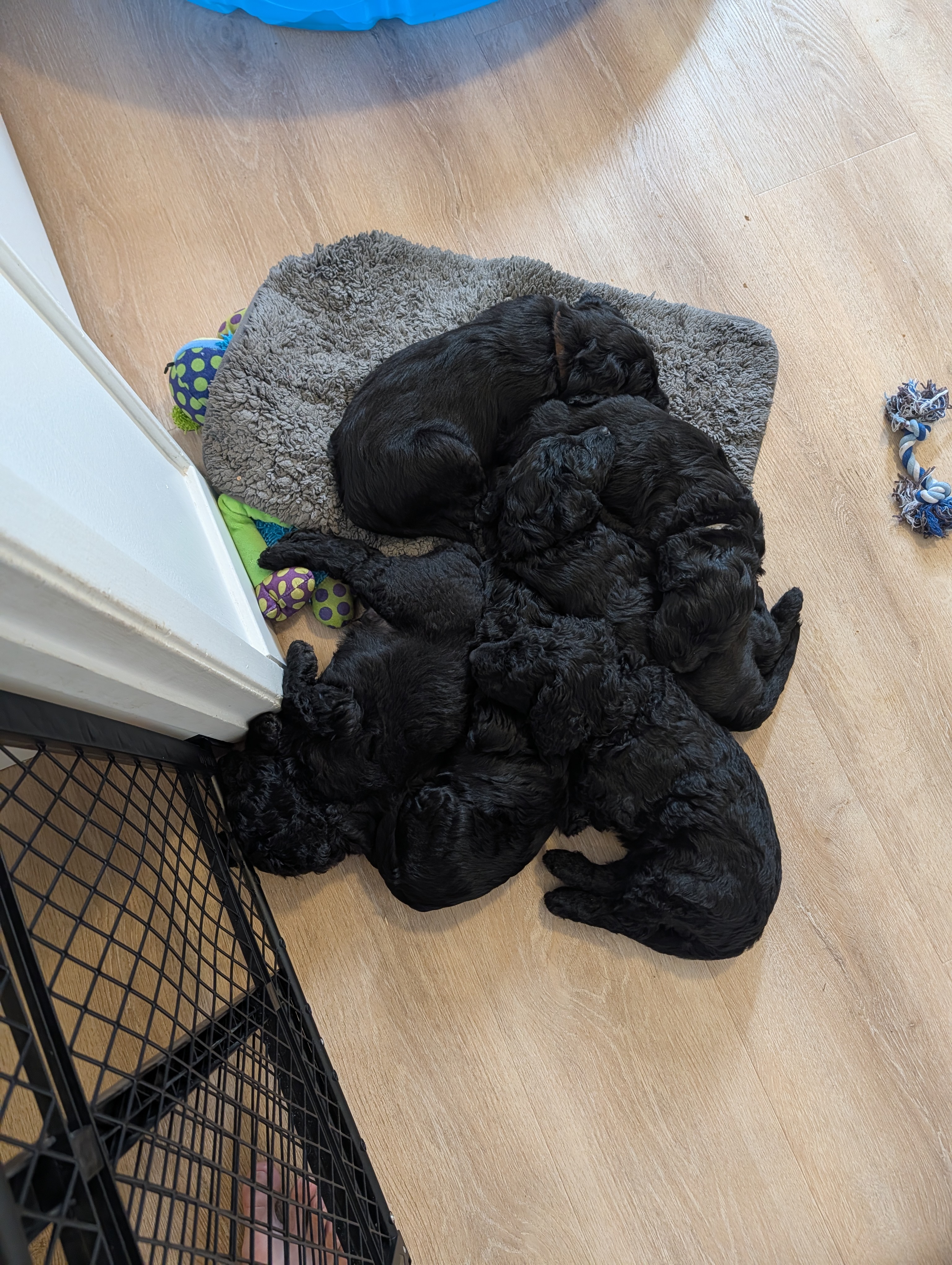 The Litter