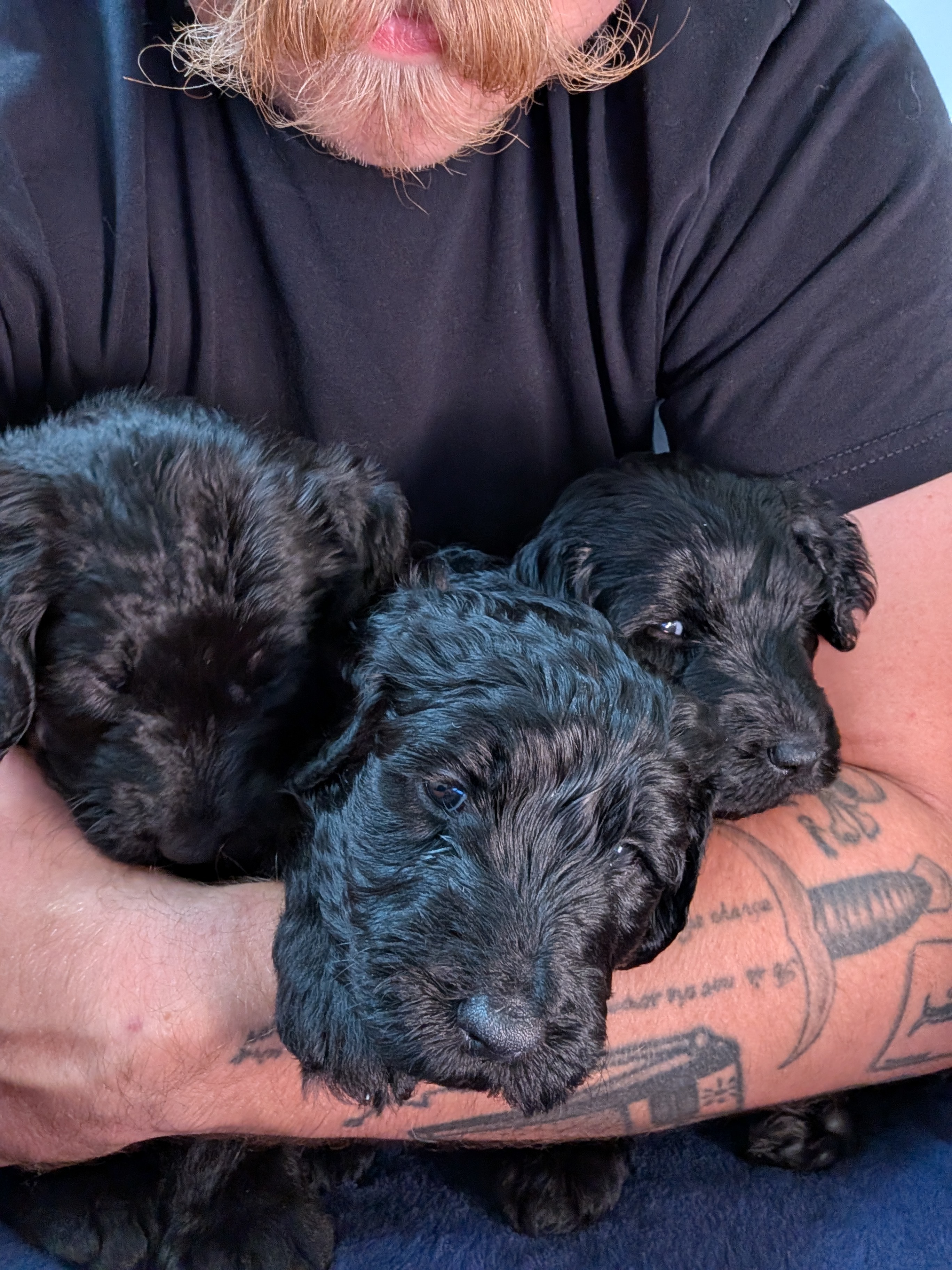 The Litter