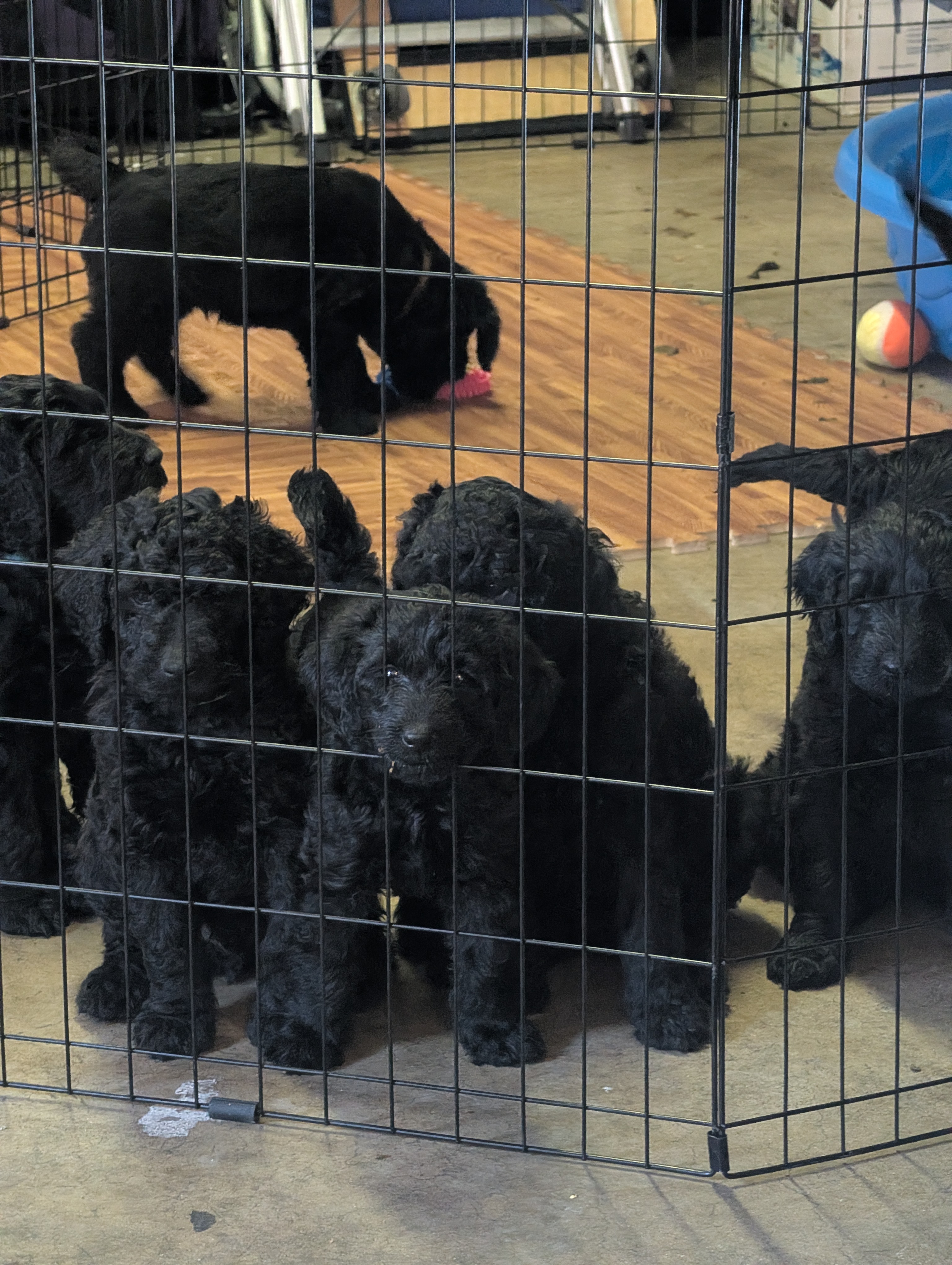 The Litter