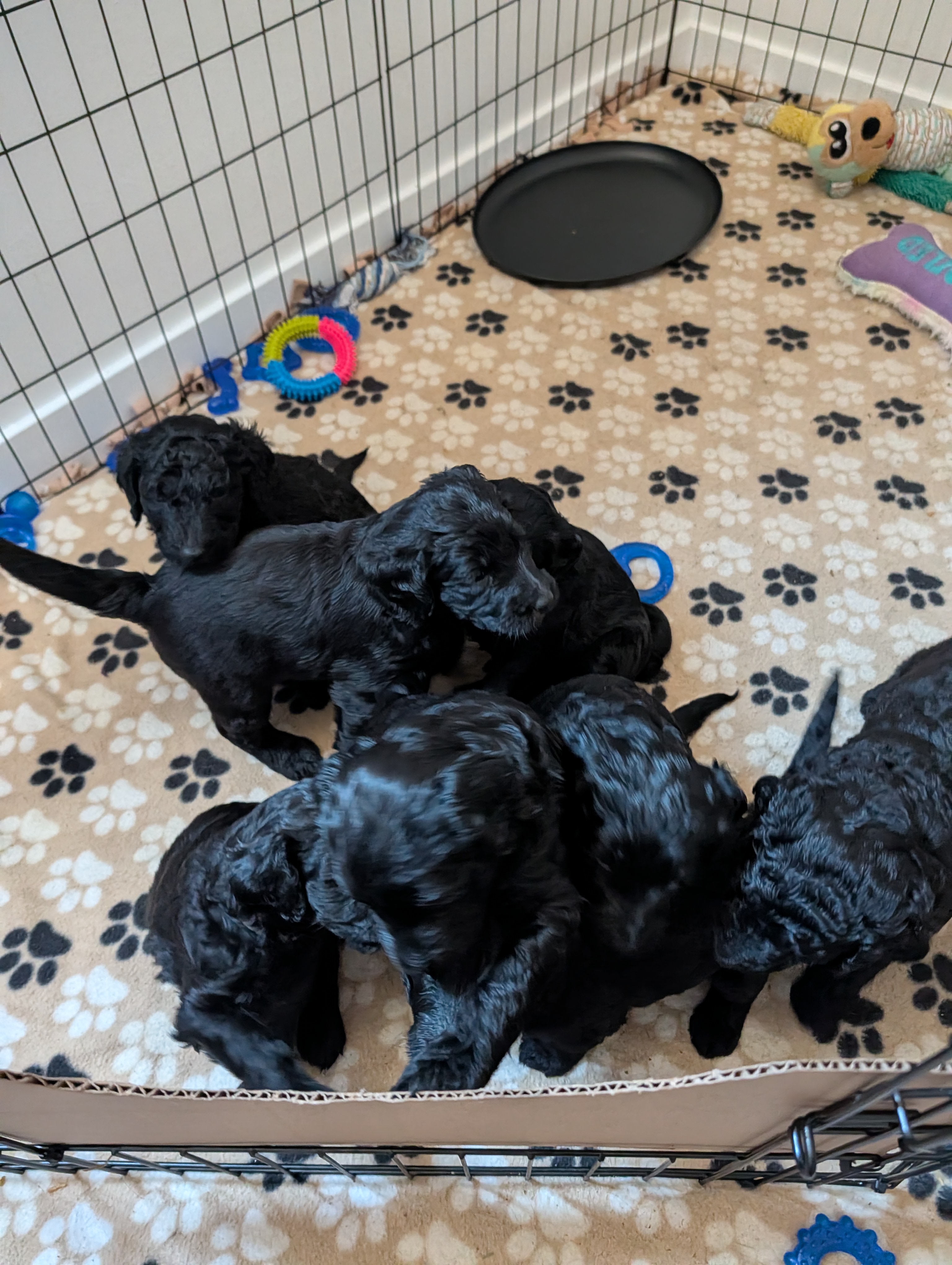 The Litter