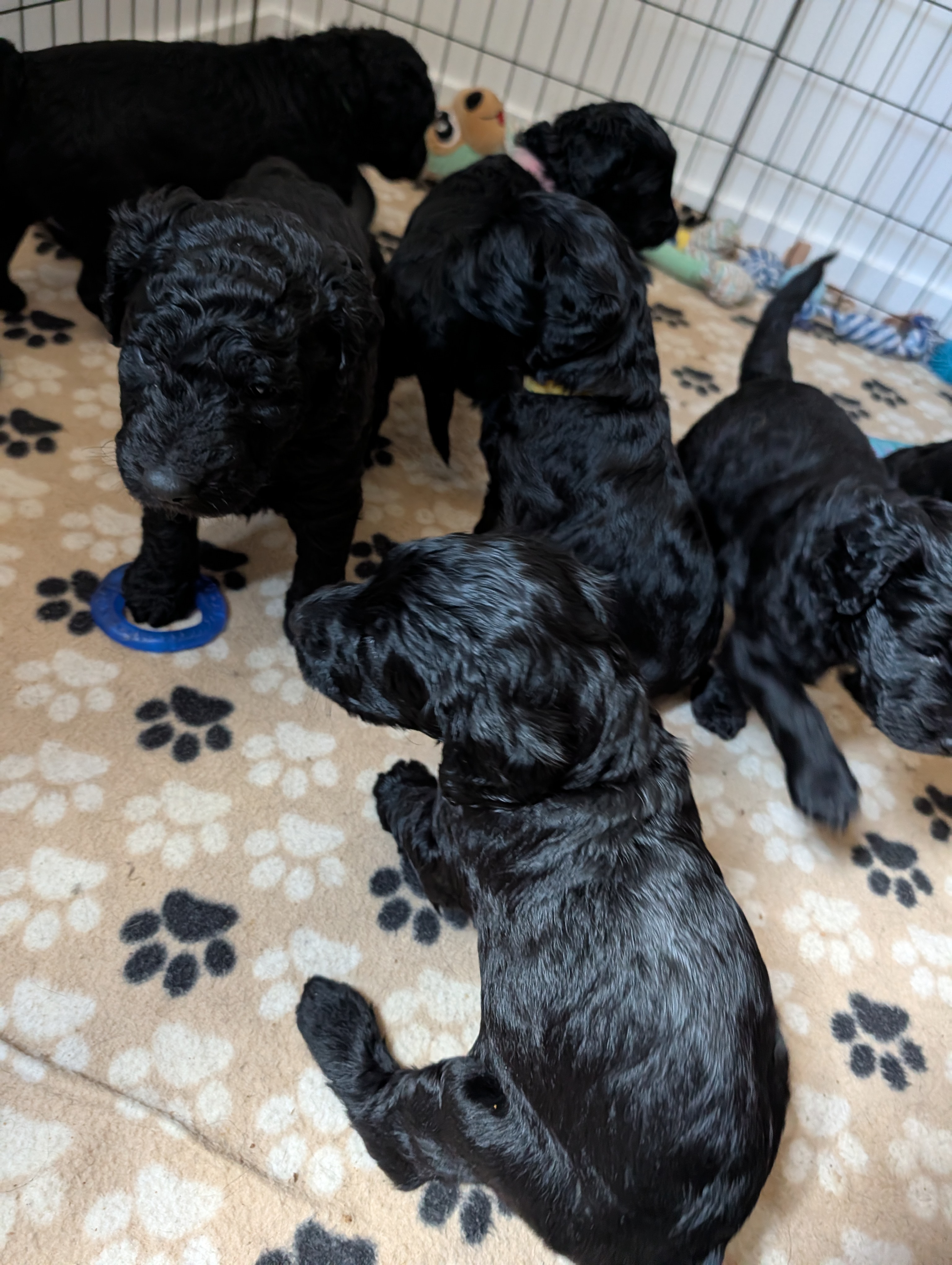The Litter