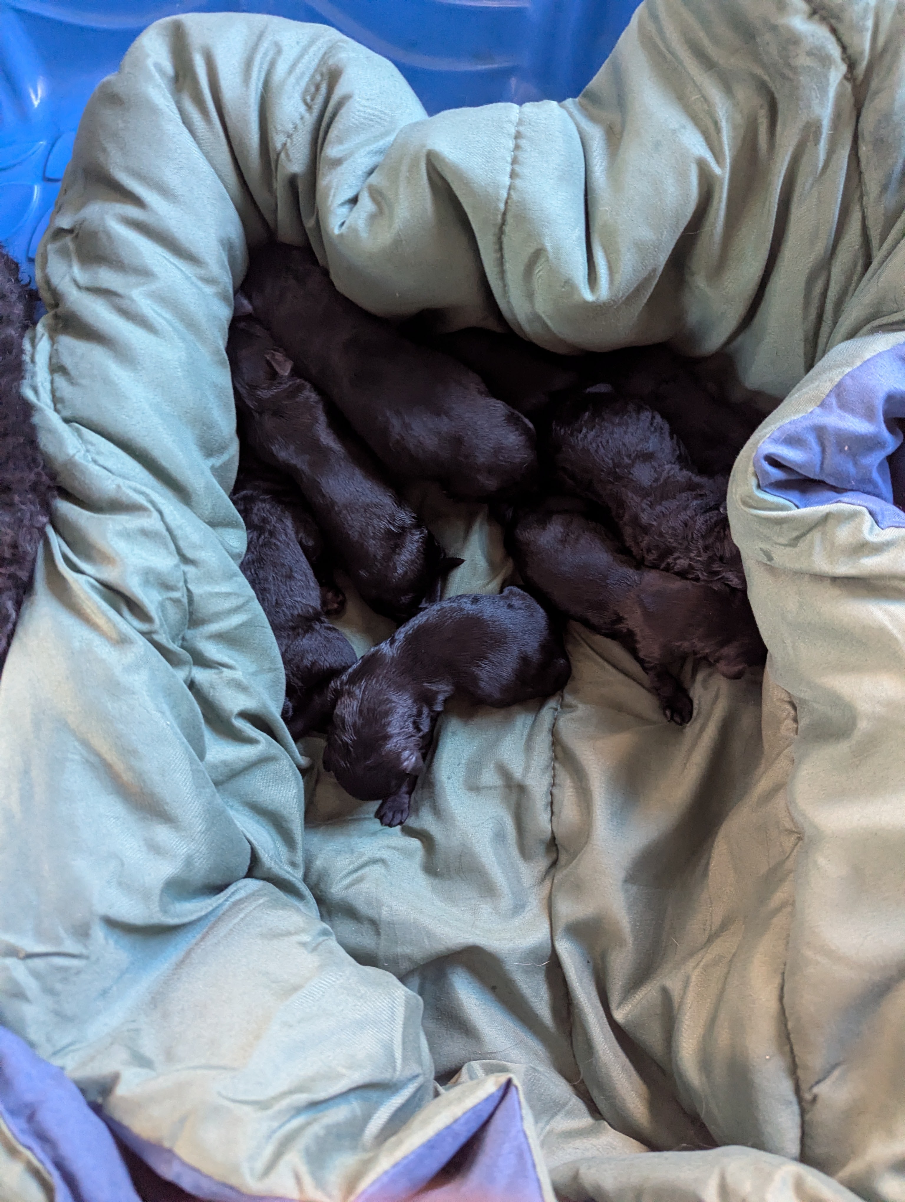The Litter