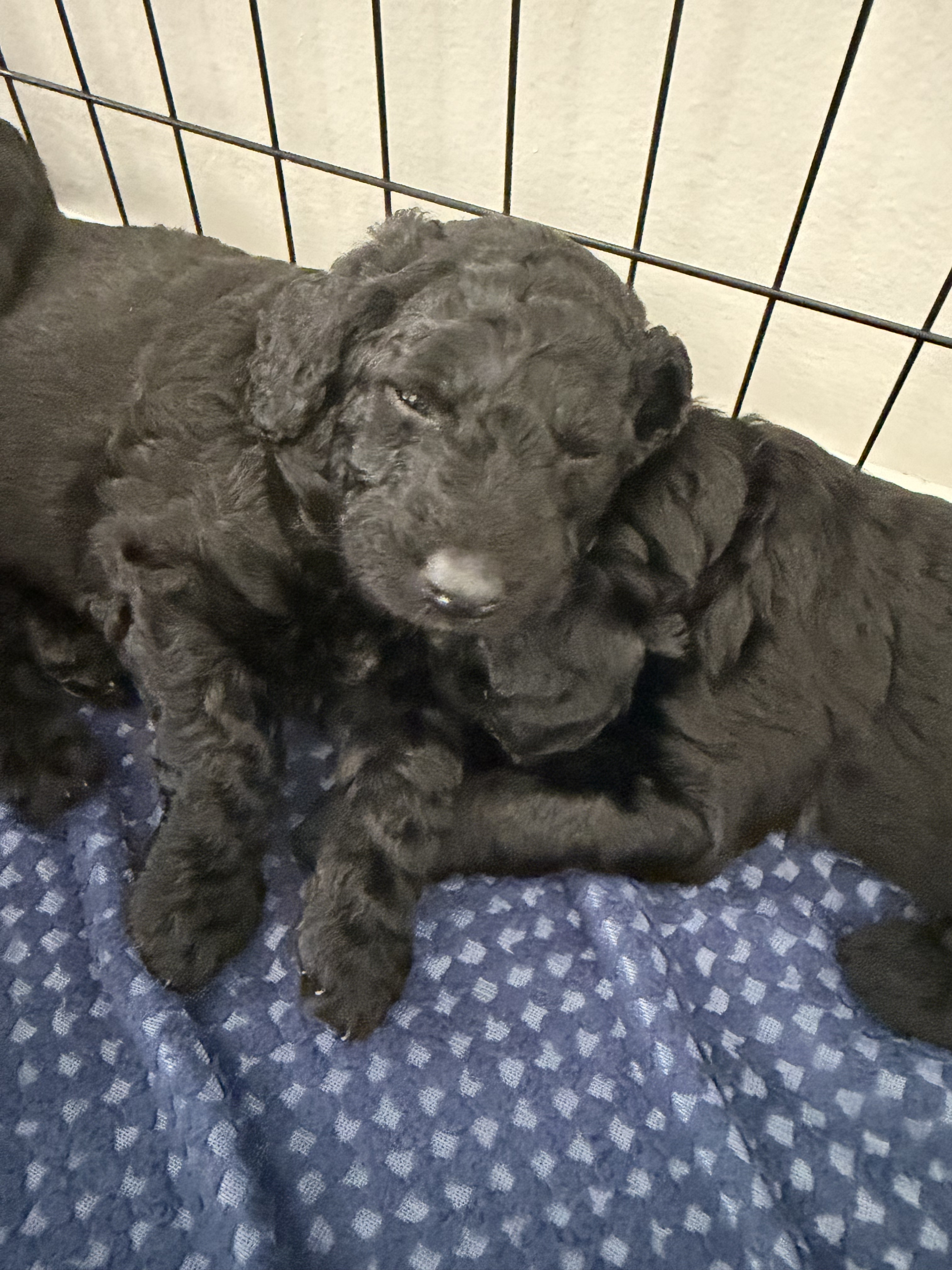 The Litter