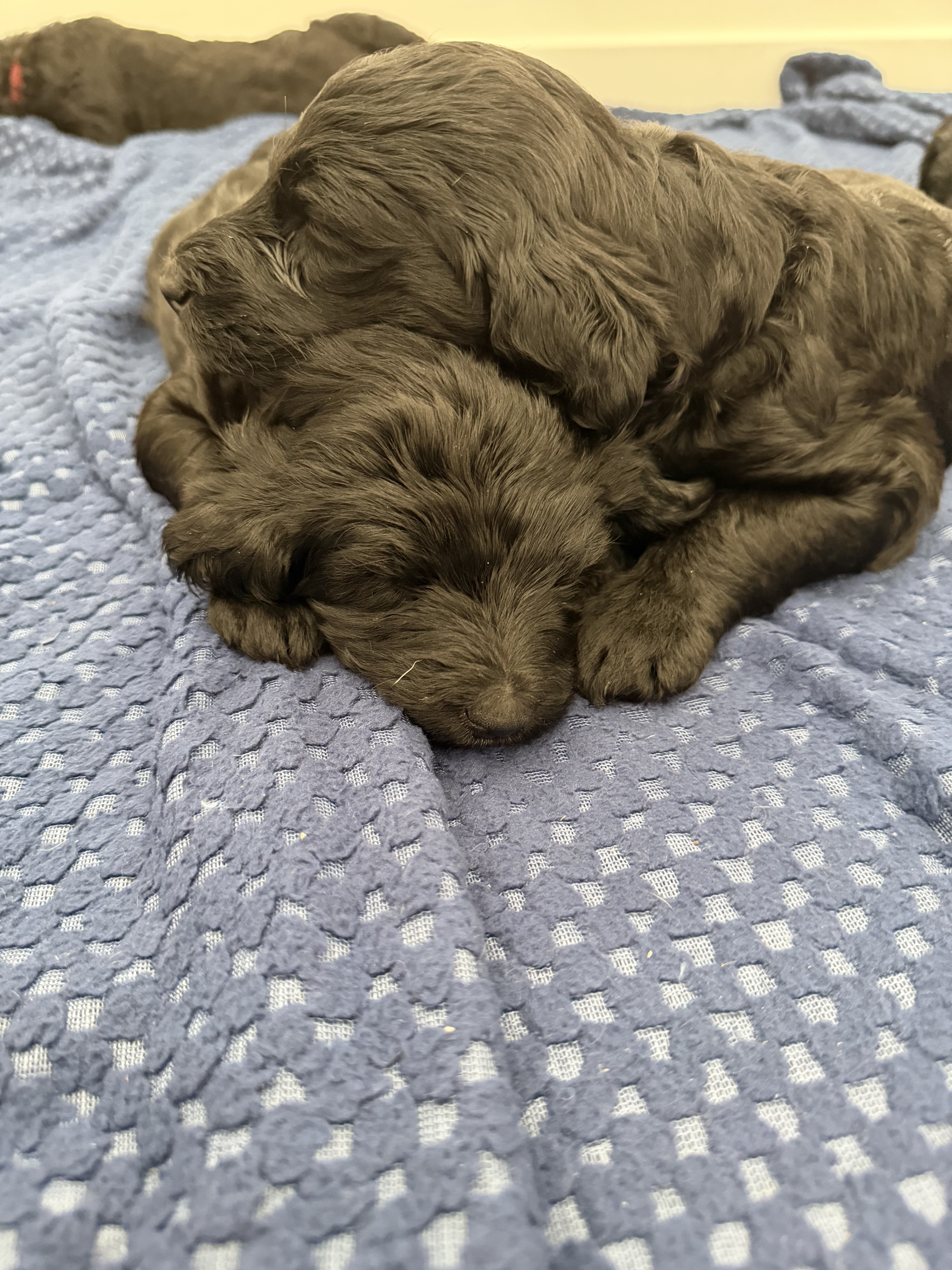 The Litter