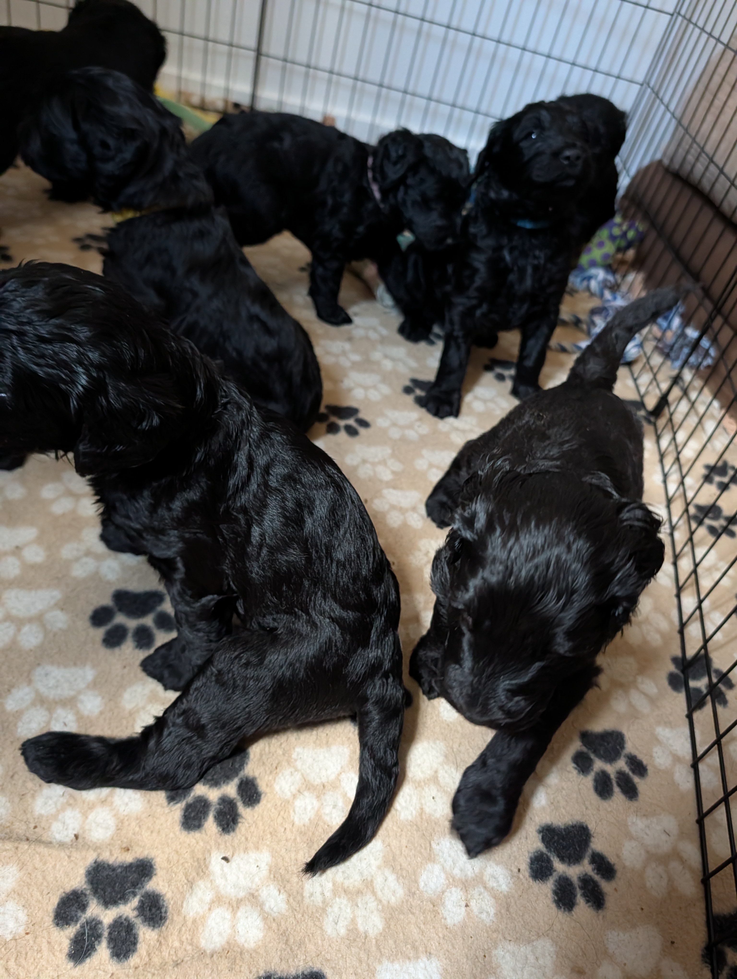 The Litter