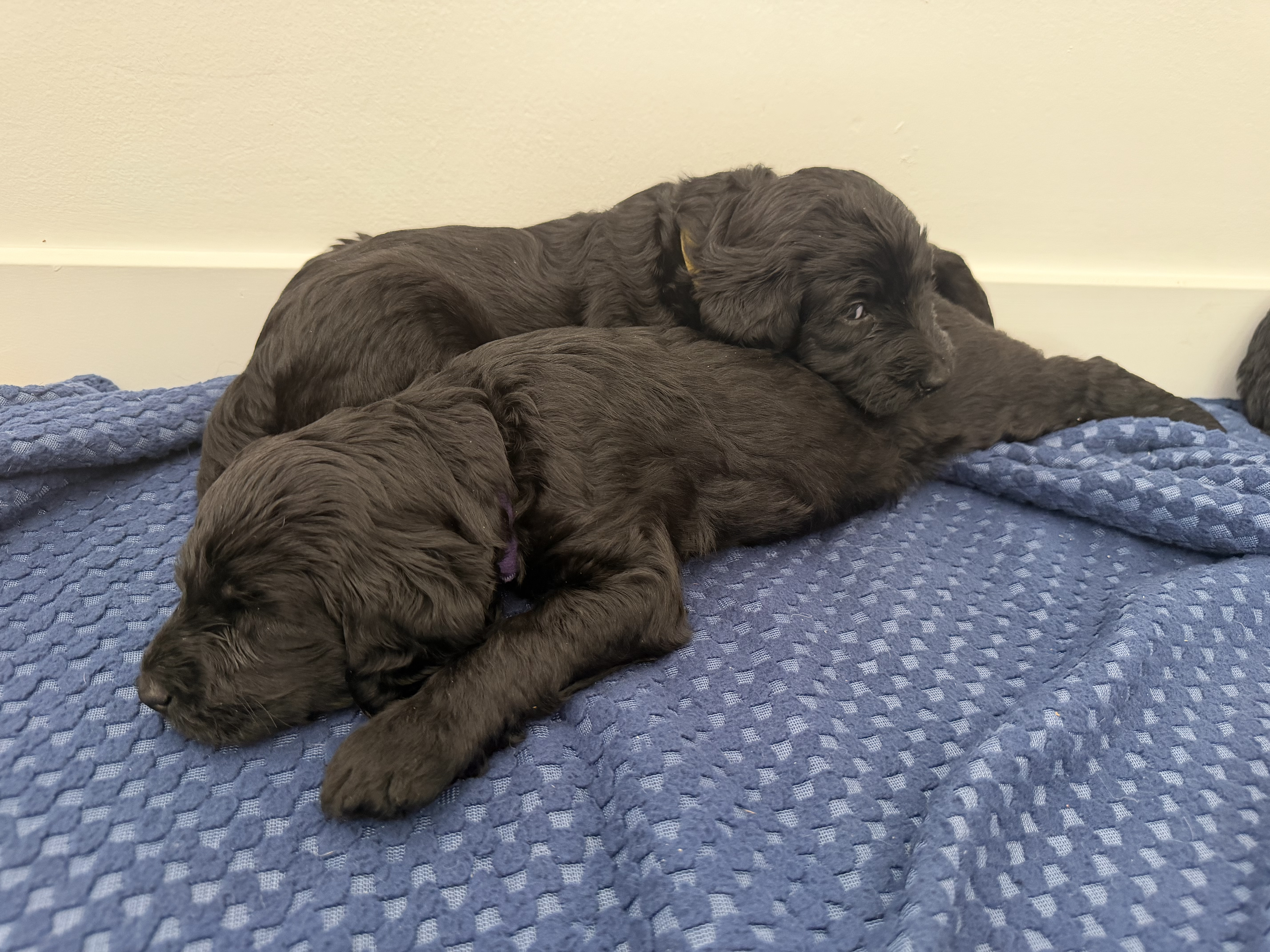 The Litter