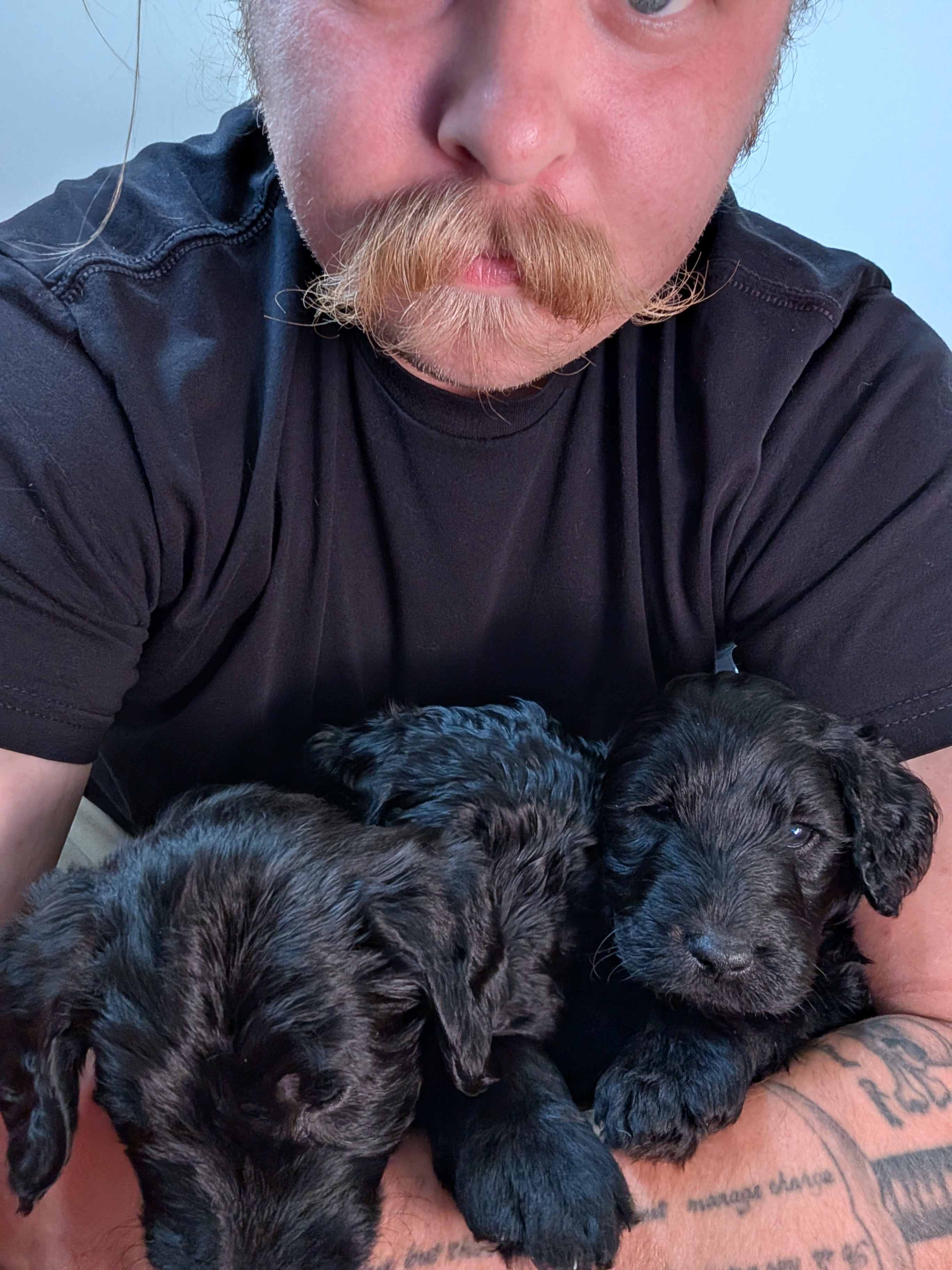 Scooby, Dimitri & Ricochet