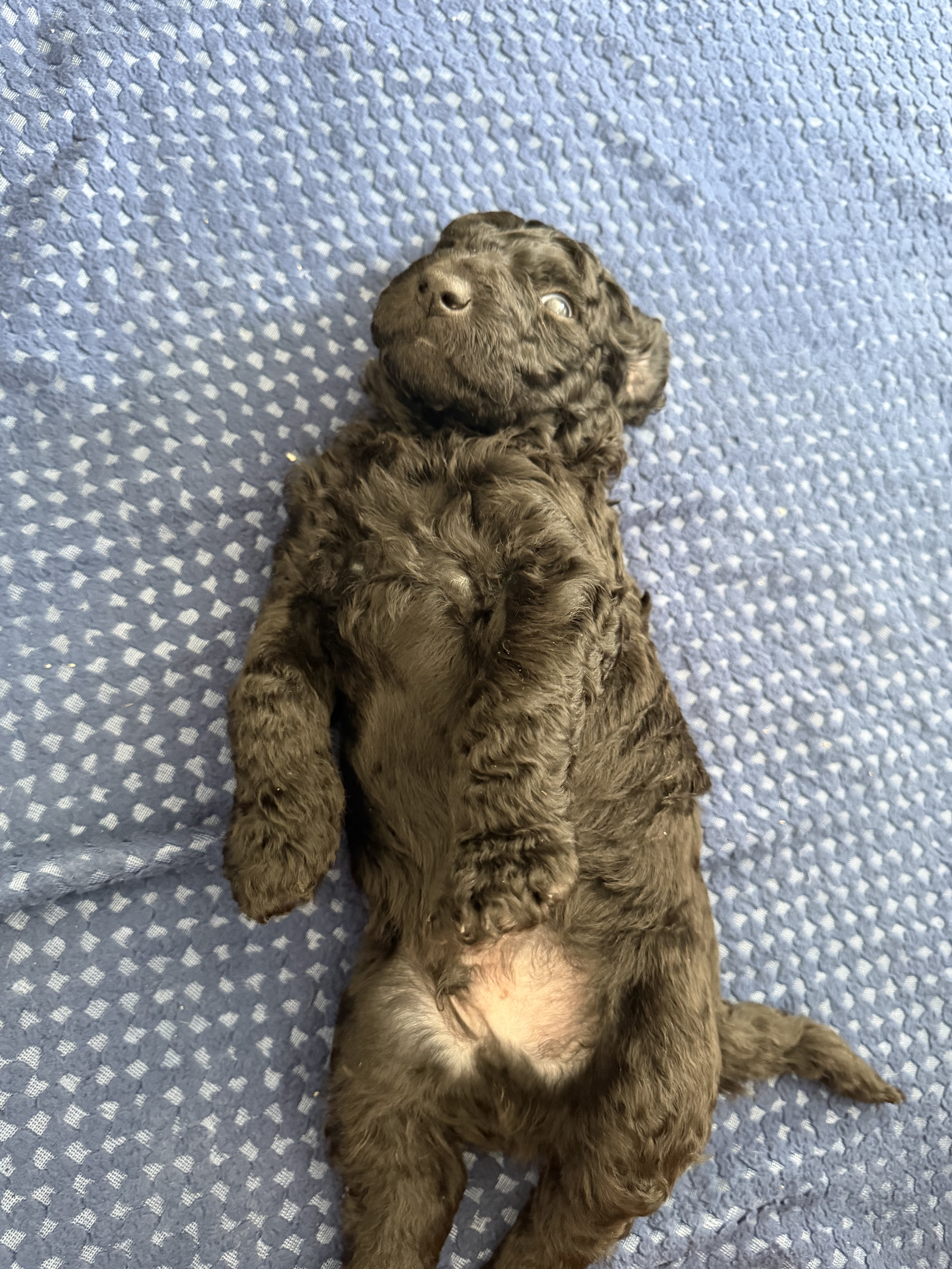 Yogi